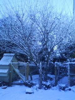 DSC01573.jpg?t=1261410824