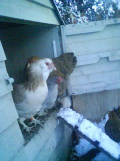 DSC01577.jpg?t=1261410897