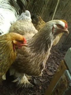 DSC02020.jpg?t=1270585515