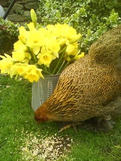 DSC02034.jpg?t=1270585367