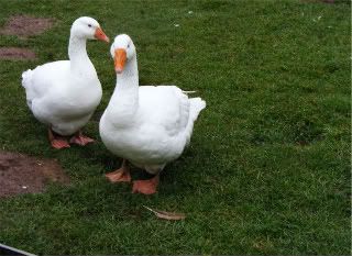 DSCF0007.jpg?t=1241814592