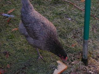 DSCN2080.jpg?t=1248878707