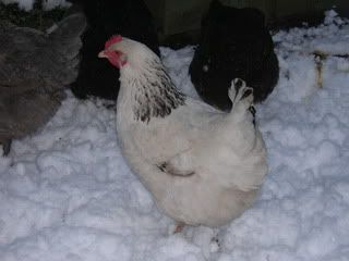 DSCN2167.jpg?t=1248878388