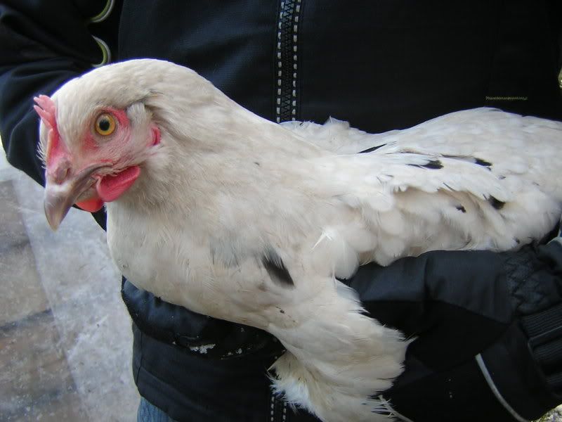 DSCN2207.jpg?t=1234024126