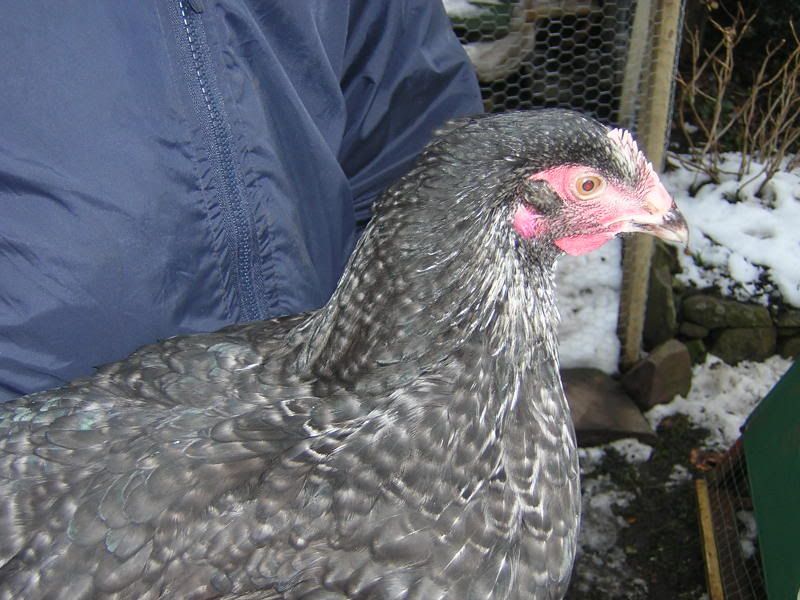 DSCN2209.jpg?t=1234024106