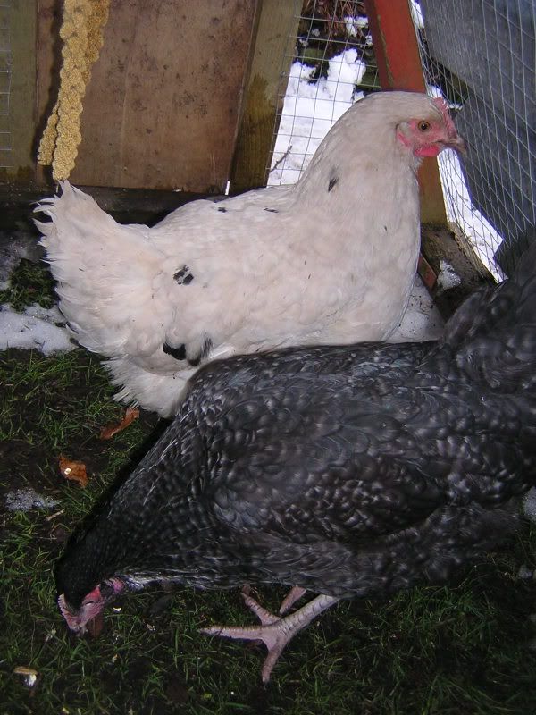 DSCN2210.jpg?t=1234024152