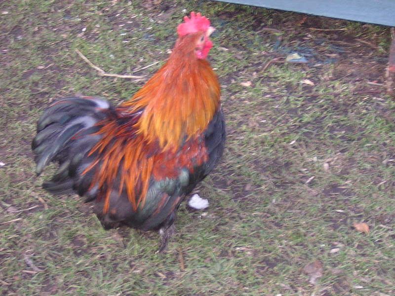 DSCN2215.jpg?t=1234721149