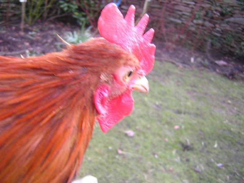 DSCN2216.jpg?t=1234721167