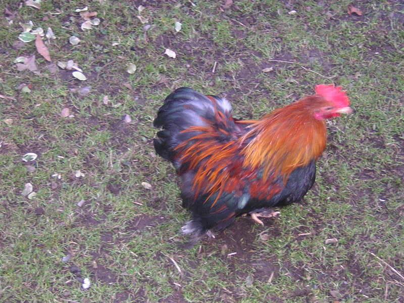 DSCN2217.jpg?t=1234721185