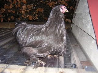 DSCN2249.jpg?t=1242042990