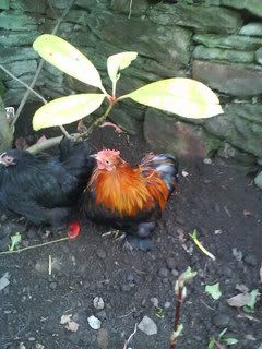 SunnyDay015.jpg?t=1246614377