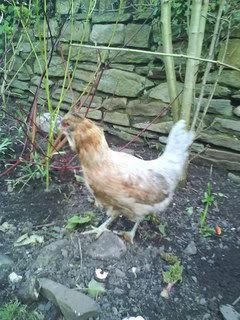 SunnyDay016.jpg?t=1248878666