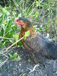 SunnyDay018.jpg?t=1242042832