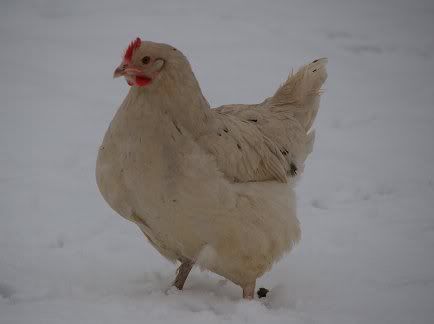 gggg.jpg?t=1233948267