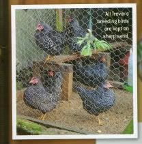 img016.jpg?t=1245401274