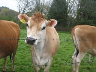 jerseycow.jpg?t=1241814846