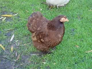 red1.jpg?t=1237402550