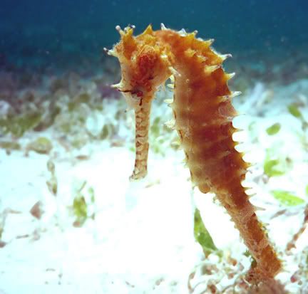 Seahorse.jpg