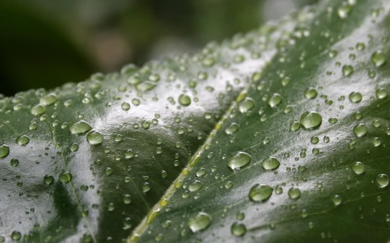 rain_collection_from_svoya1.jpg