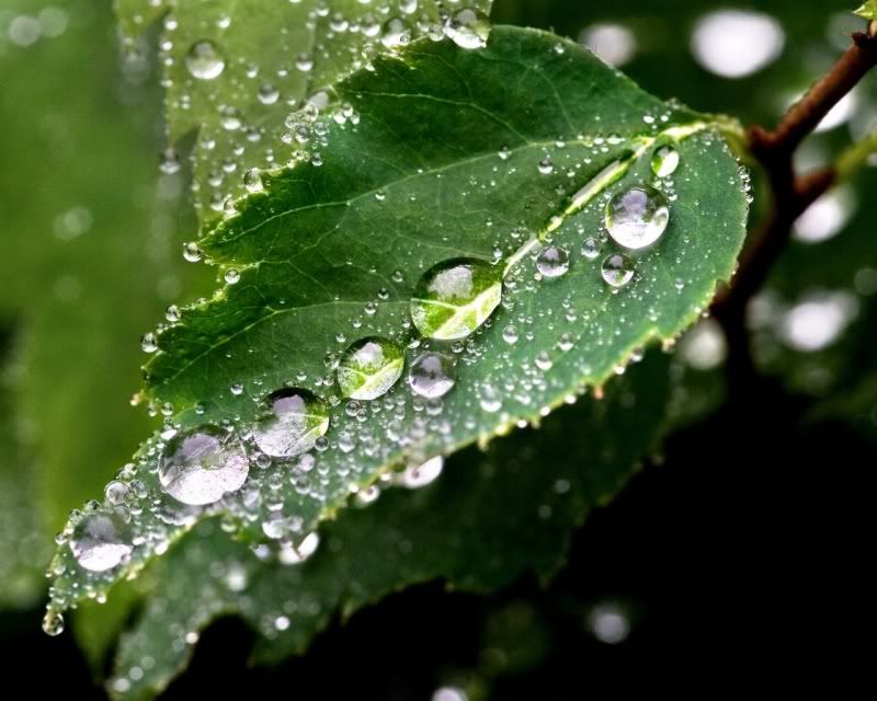 rain_collection_from_svoya10.jpg