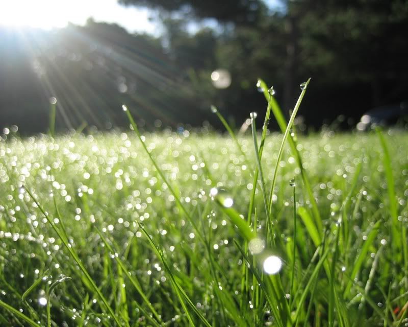 rain_collection_from_svoya21.jpg