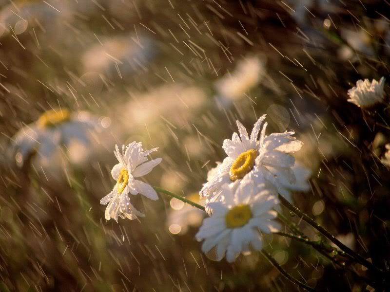 rain_collection_from_svoya5.jpg