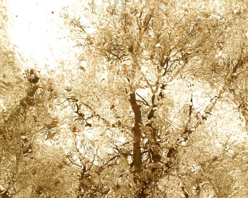 rain_collection_from_svoya6.jpg