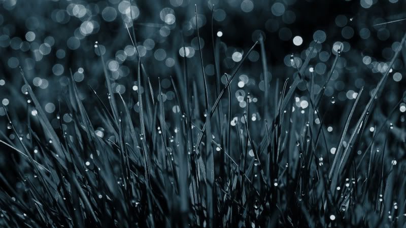 rain_collection_from_svoya8.jpg