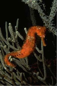 seahorse01.jpg