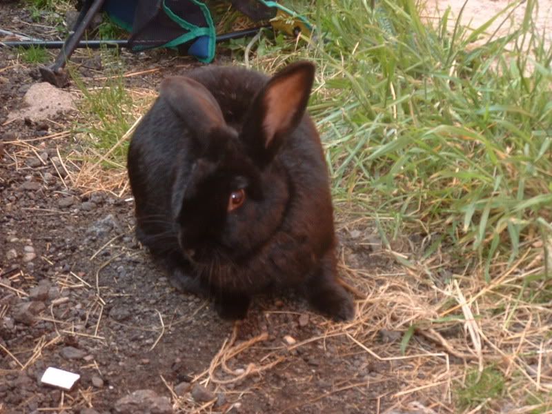 RabbitsJune2011001.jpg