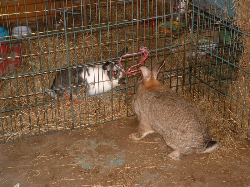 RabbitsJune2011002.jpg