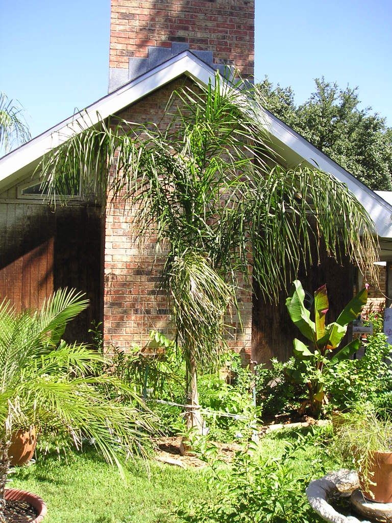 Some Pictures my Yard - DISCUSSING PALM TREES WORLDWIDE - PalmTalk