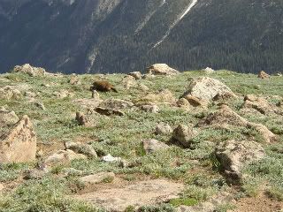 rocky mountain national park,beaver