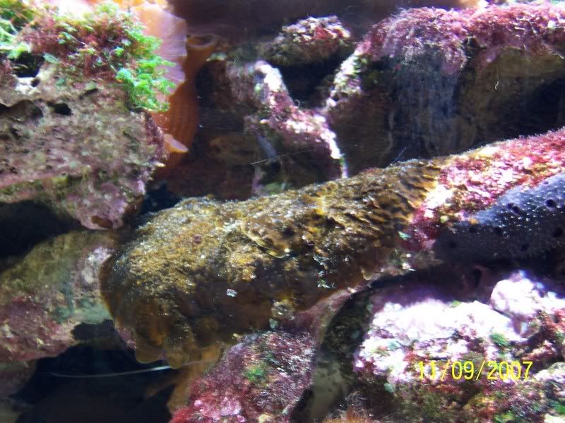 Choclate Brown Encrusting Algae???pics Reef Central Online Community