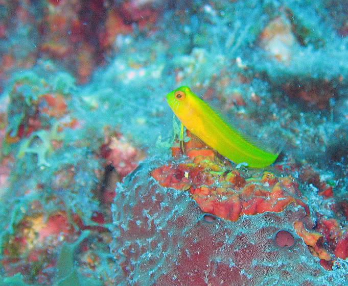 seaweedblenny.jpg