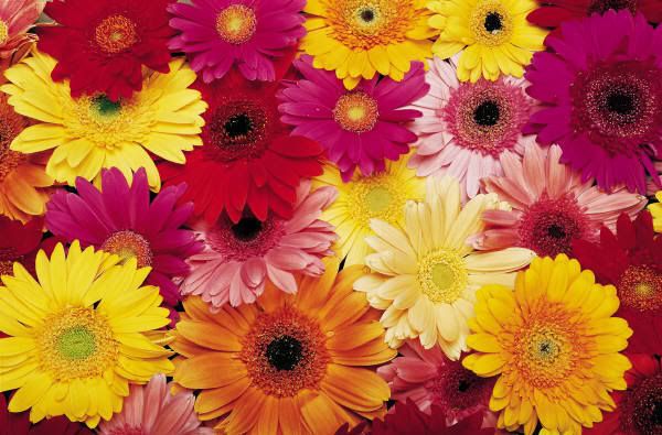 j0227685.jpg Sunshine Flowers image by krishna21