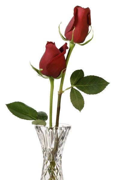 Rose Couple Pictures, Images and Photos