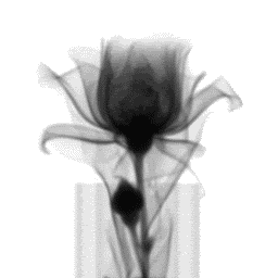 Xrayrose.gif