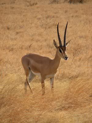 antil