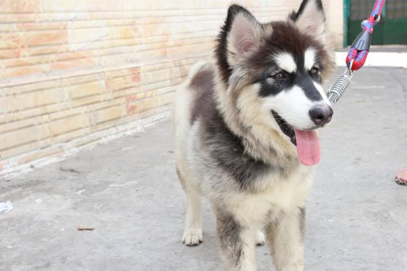 Alaska cái 3,5 tháng tuổi,chích ngừa đầy đủ,cần chủ yêu thương đây - 1