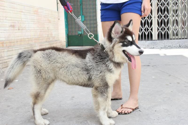 Alaska cái 3,5 tháng tuổi,chích ngừa đầy đủ,cần chủ yêu thương đây - 2