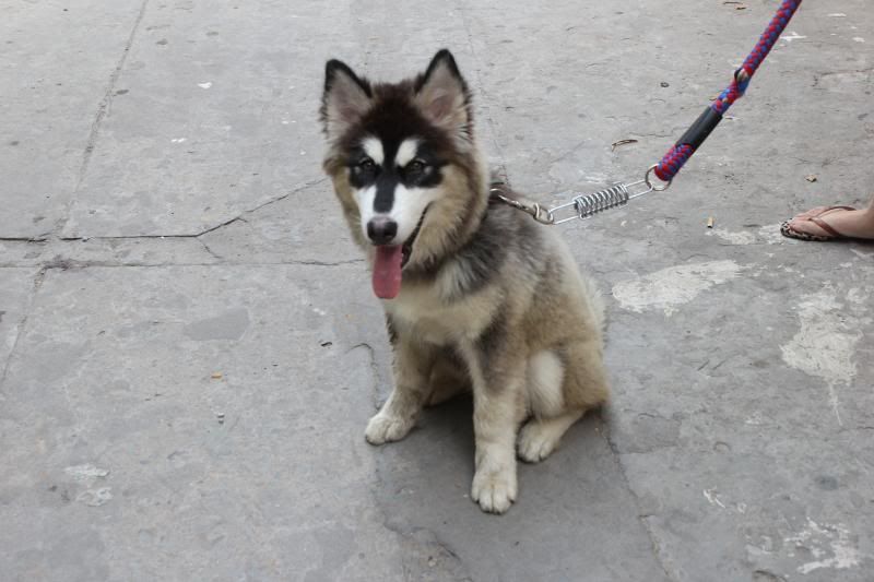 Alaska cái 3,5 tháng tuổi,chích ngừa đầy đủ,cần chủ yêu thương đây - 3