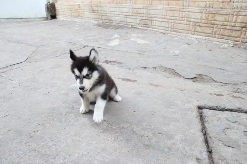 Alaska trắng đen (cái),nâu đỏ (đực) tới ngày xuất bầy rồi mọi người ơi