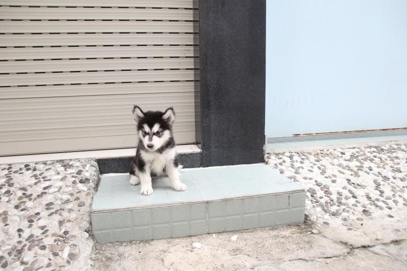 Alaska trắng đen (cái),nâu đỏ (đực) tới ngày xuất bầy rồi mọi người ơi - 1