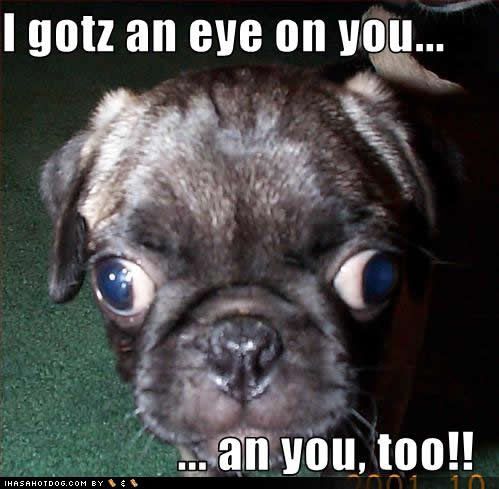 funny eye photo: Gotz an Eye on You! funny-dog-pictures-eye-you.jpg