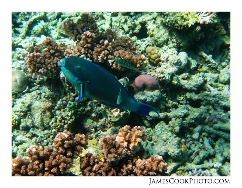 IMAGE: http://i139.photobucket.com/albums/q292/Capt_Jimmy/Underwater/UNDW_001web2.jpg