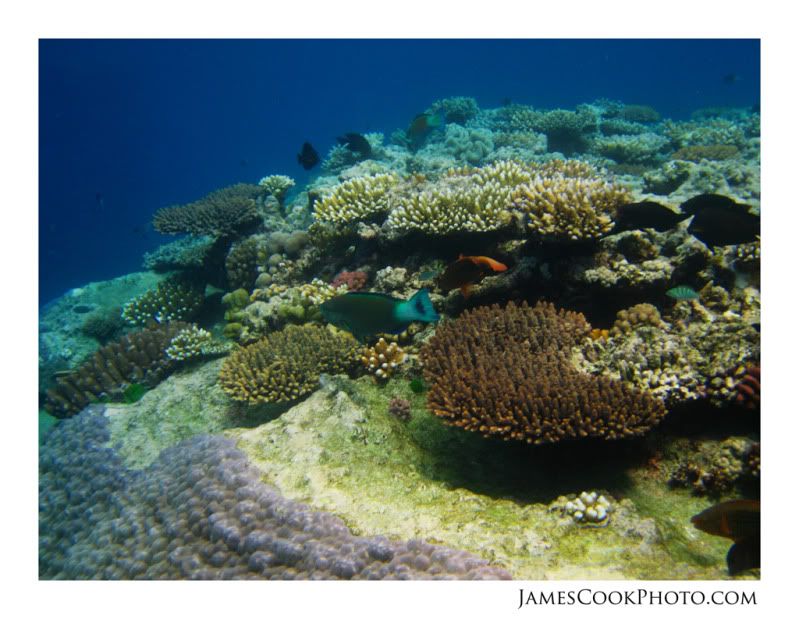 IMAGE: http://i139.photobucket.com/albums/q292/Capt_Jimmy/Underwater/UNDW_002web2.jpg