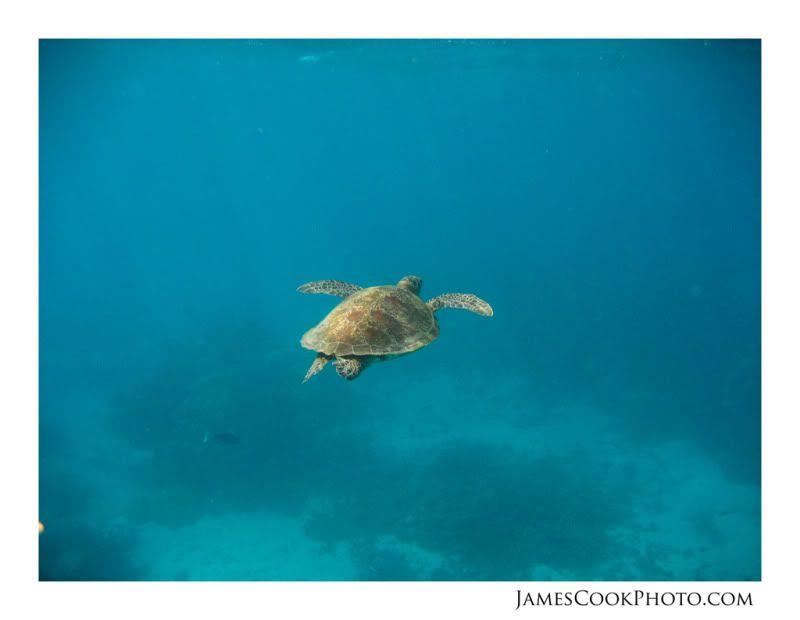 IMAGE: http://i139.photobucket.com/albums/q292/Capt_Jimmy/Underwater/UNDW_003web2.jpg