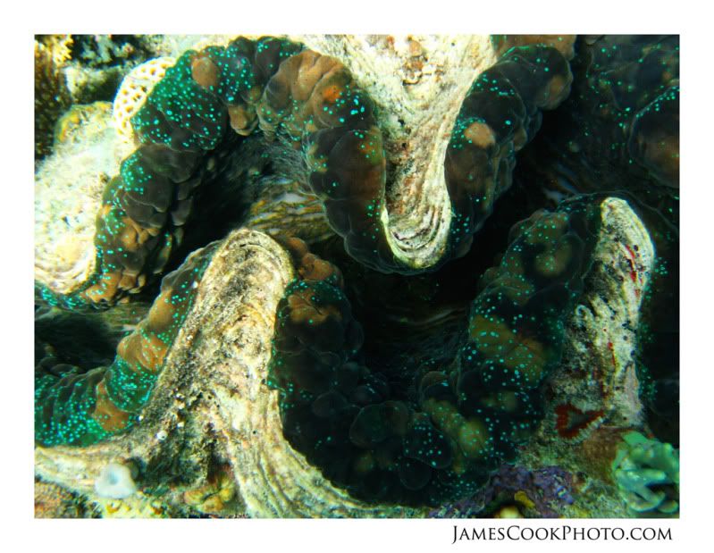 IMAGE: http://i139.photobucket.com/albums/q292/Capt_Jimmy/Underwater/UNDW_004web2.jpg