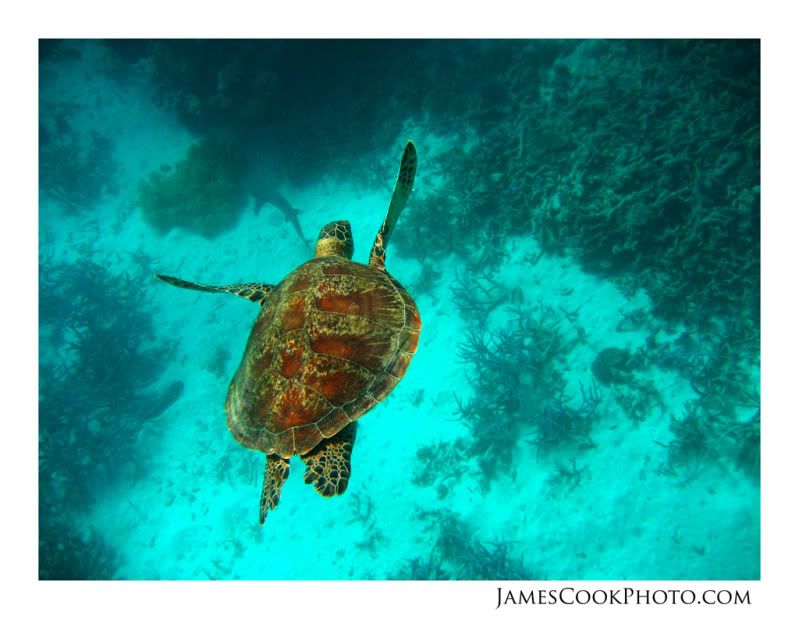 IMAGE: http://i139.photobucket.com/albums/q292/Capt_Jimmy/Underwater/UNDW_005web2.jpg